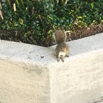 Julia Comeau - @squirrelsofgville - Instagram