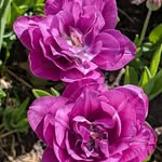 Julie Page Comstock - @julie.comstock - Instagram