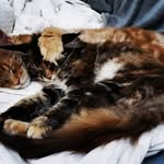 infinity & Julia family - maine coon - @rabeeahmadalahmad - Instagram