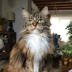 Julia The Maine Coon - @juliamainecoon - Instagram
