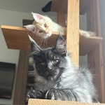 Yulia  Medvedeva - @julia_maine_coon_alpinehouse - Instagram