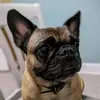 Julia Devlin Bridgwood - @julia.devlin.brid - TikTok