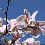 Julie Devlin - @juliedevlinacupuncture - Instagram