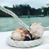 rose.dodgejulia - @rose.dodgejulia - TikTok