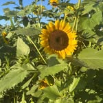 Julia Dougherty - @howluckyarewetolove - Instagram