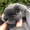 🐰🔥Elmer🔥🐰 - @elmer_julia - TikTok