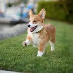 Julia Fortin - @corgilovers4ever2019 - Instagram