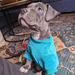 Julia Glick - @glenthepitmix - Instagram