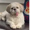 Teddy Long Tongue 🐶👅 - @juliamcgough1 - TikTok