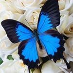 Julia Grady Wooten - @mrsjmae2 - Instagram