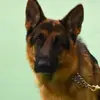 Julie A Greenfield - @julie.a.greenfiel - TikTok