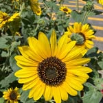 Julia Guise - @julescares2024 - Instagram