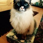 Julie Heard - @julie.heard64 - Instagram