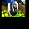 julianhedges - @sir_julian_hedges - TikTok