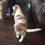julia hightower - @swagg_the_puppy - Instagram