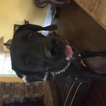 julia hightower - @major_the_puppy - Instagram