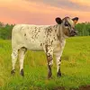 juliahoffman93 - @hoffmanbrosbeef - TikTok