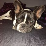 Juliajoubert - @juliajoubert17 - Instagram