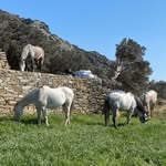 Julia Joyce - @olives_andros - Instagram