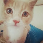 julia kulesza - @jkblossomcake - Instagram