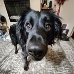 Julie Ledbetter - @black.lab.puppy.ursula - Instagram