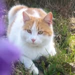 Julia Major - @julia_major_cat - Instagram