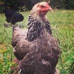 Julia Meeks Slemp - @crazy_chicken_lady0 - Instagram