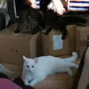 Julia Meier - @juliam1102 - TikTok