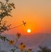 Julia Minor - Facebook