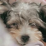Julia Minor - @teddy_beau_1234 - Instagram