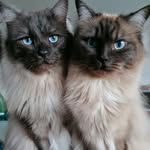 Julia Möller - @ragdoll_leo_lucy - Instagram