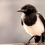 Julia Oldham - @julias_wildlife_photography - Instagram
