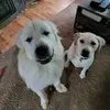 juliaouellette270 - @juliaouellette270 - TikTok
