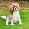 Clovis_dehond - @julia_peel.official.2 - TikTok