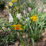 Julia Gabriel Peoples Garden - @111thstgarden - Instagram