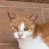 Julia & Nacho the stray cats - @juliapepper - TikTok