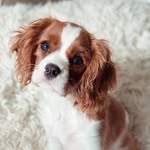 Julia Richards Perryman - @cavalier_spaniels - Instagram