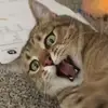 imma person - @julia.person - TikTok