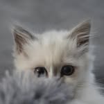 Julia Pfluger - @nala_the_ragdoll_2023 - Instagram