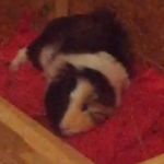 Julia - @julias_piggies - Instagram