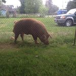 Piggy.fammjulia - @piggfam.julia - Instagram