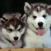 juliapintea - @juliapintea - TikTok