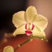 Julia Pitt Photography - Facebook
