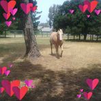 Julie Plemmons - Facebook