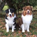 Julie Plourde - @applestream_aussies - Instagram
