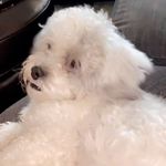 @juliapondersdog - Instagram