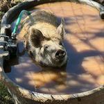 Julia Riggins - @muddy_boots_farm_ca - Instagram