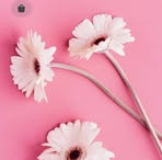 Julia Risi - Facebook