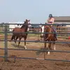 harmony horses - @juliaroach8 - TikTok