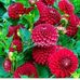 Julia Roque - Facebook